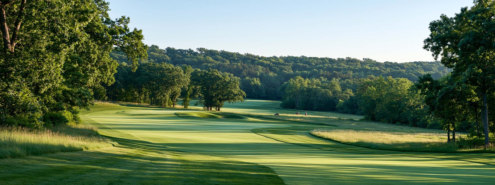 Mown fairway curving between oak mottes on thin limestone ground, two deer standing small at the tree line in low early light, open sky above and no buildings in the frame